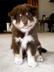 Baby bear