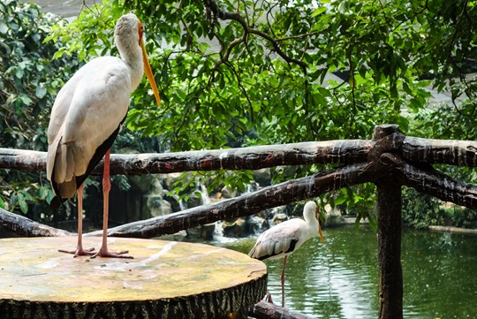 Thankfifi- Kuala Lumpur Bird Park-3