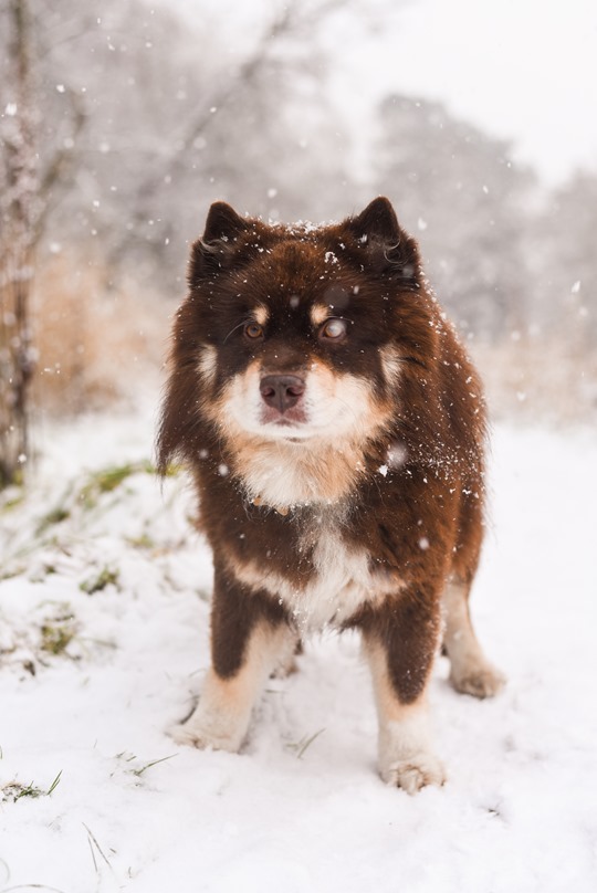 Thankfifi- Infindigo Finnish Lapphunds in the snow, Mugdock Country Park, Scotland-7