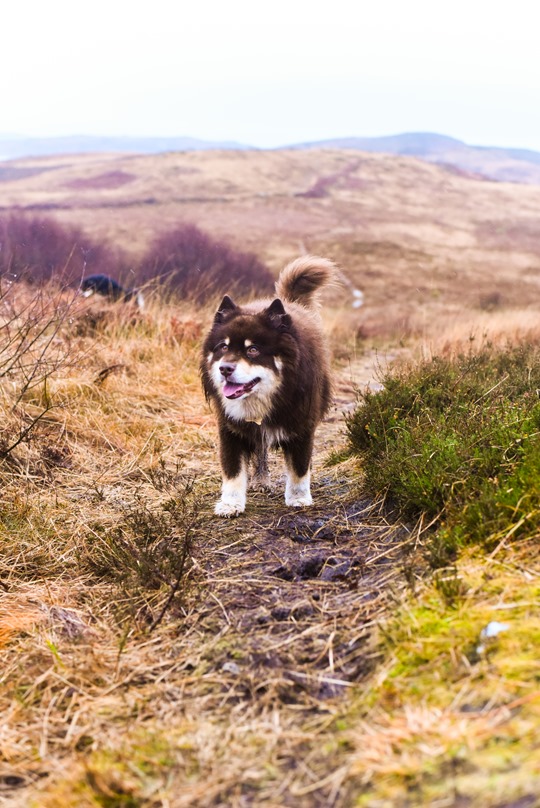 Hiking Scotland from Portavadie to Low Stillaig with the Finnish lapphunds - Thankfifi